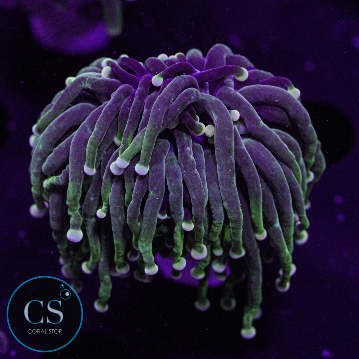 Yellowish Tip Torch