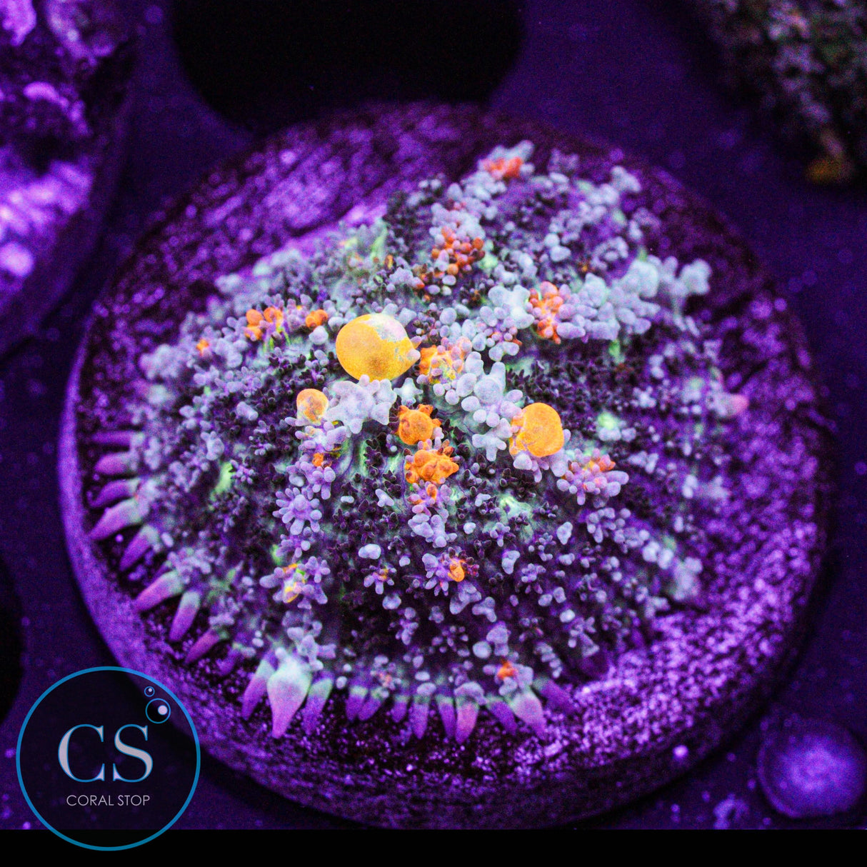 WWC OG Bounce Mushroom