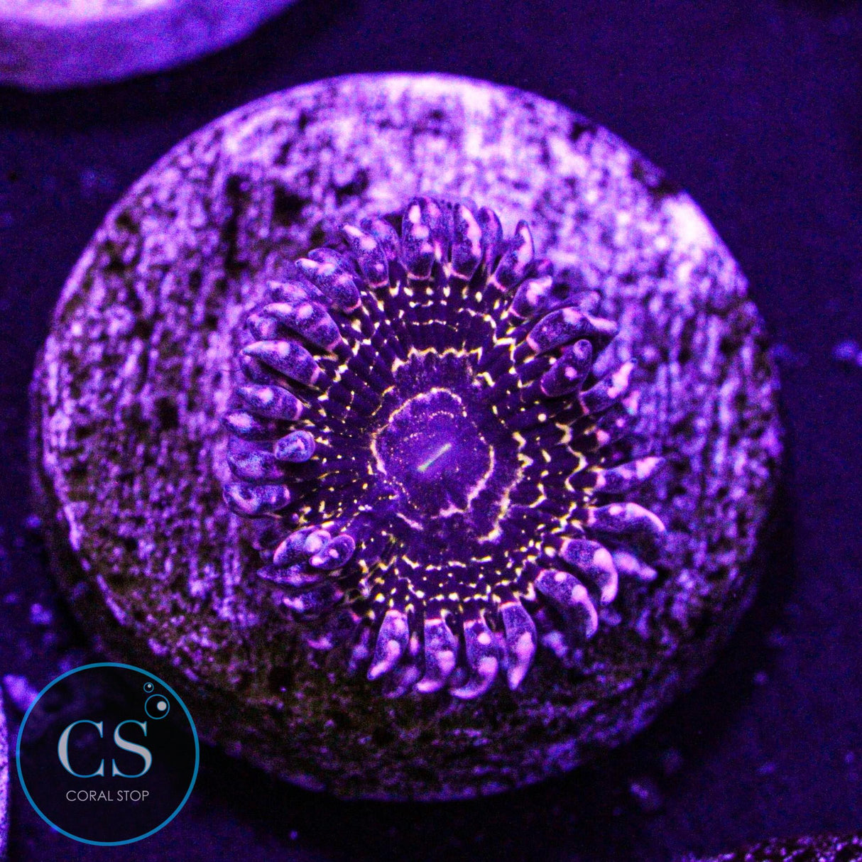 Stratosphere Zoa