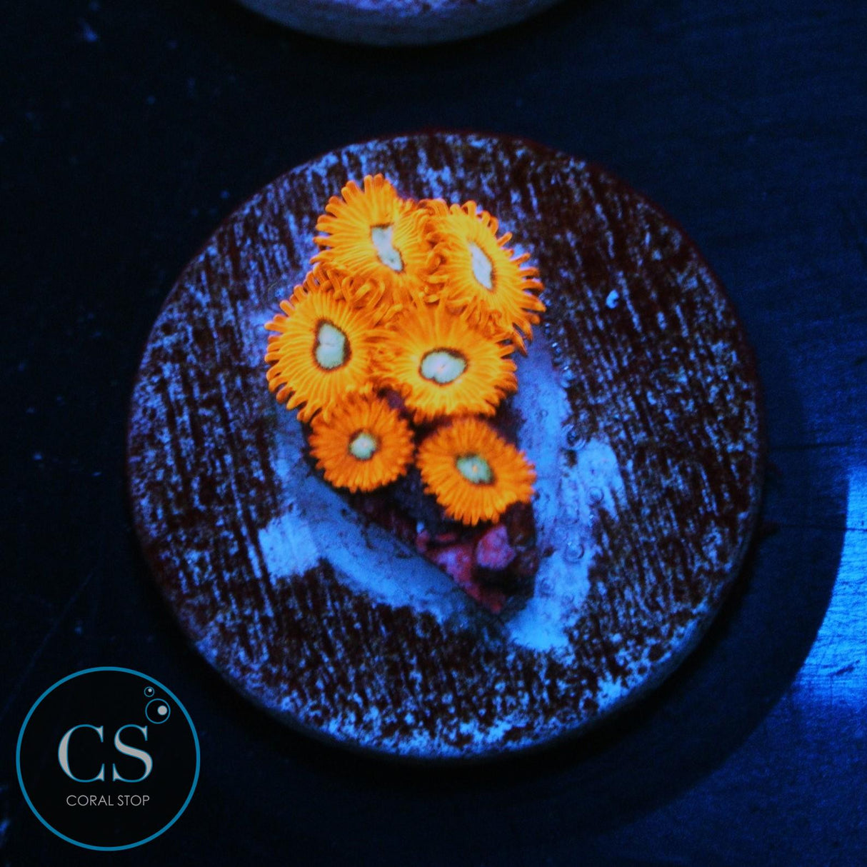 CHARMANDERS ZOA