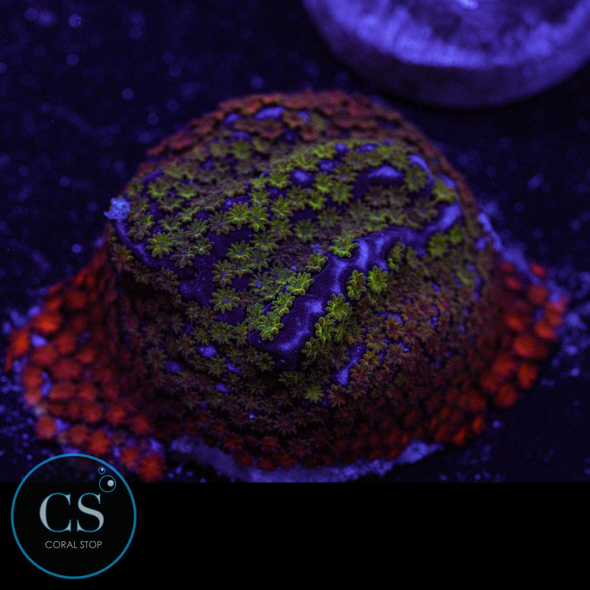 WWC Rainbow Montipora