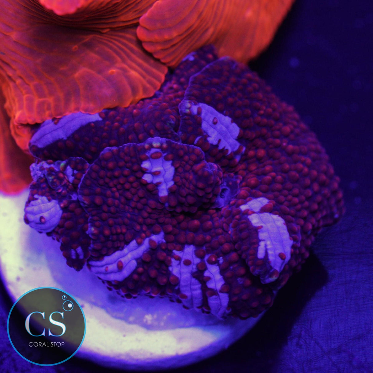 TRIPLE DRAGON LADY BOUNCE MUSHROOM