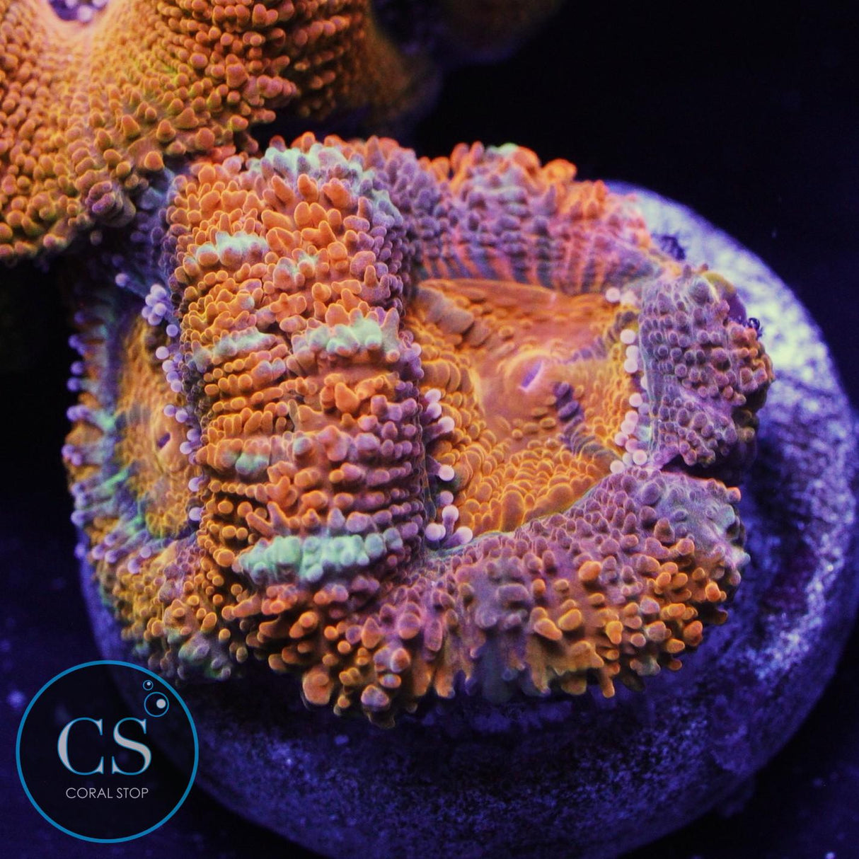 AUSSIE ACAN
