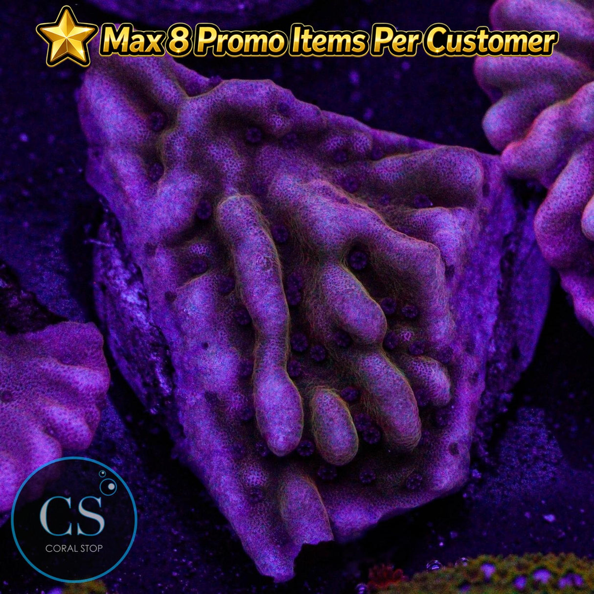 JF Flaming Phoenix Monti