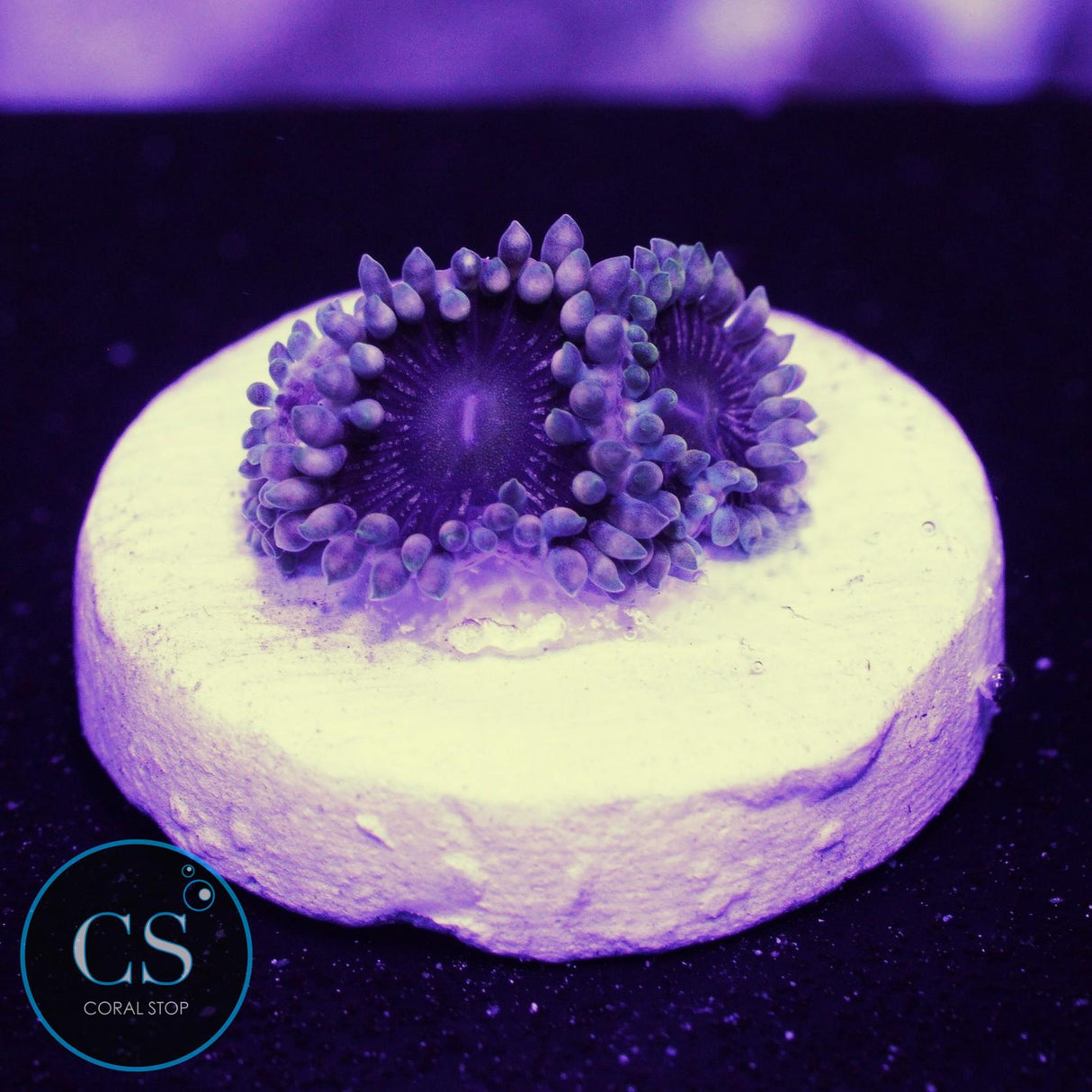 Black "People Eaters" Zoa