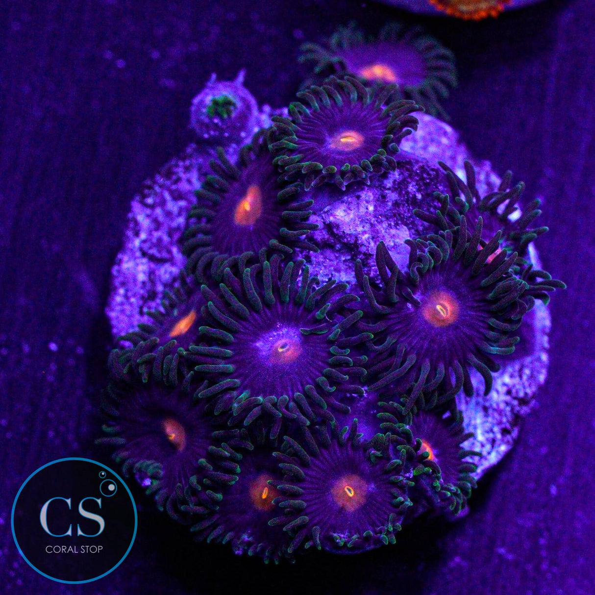 Blueberry Field Zoa