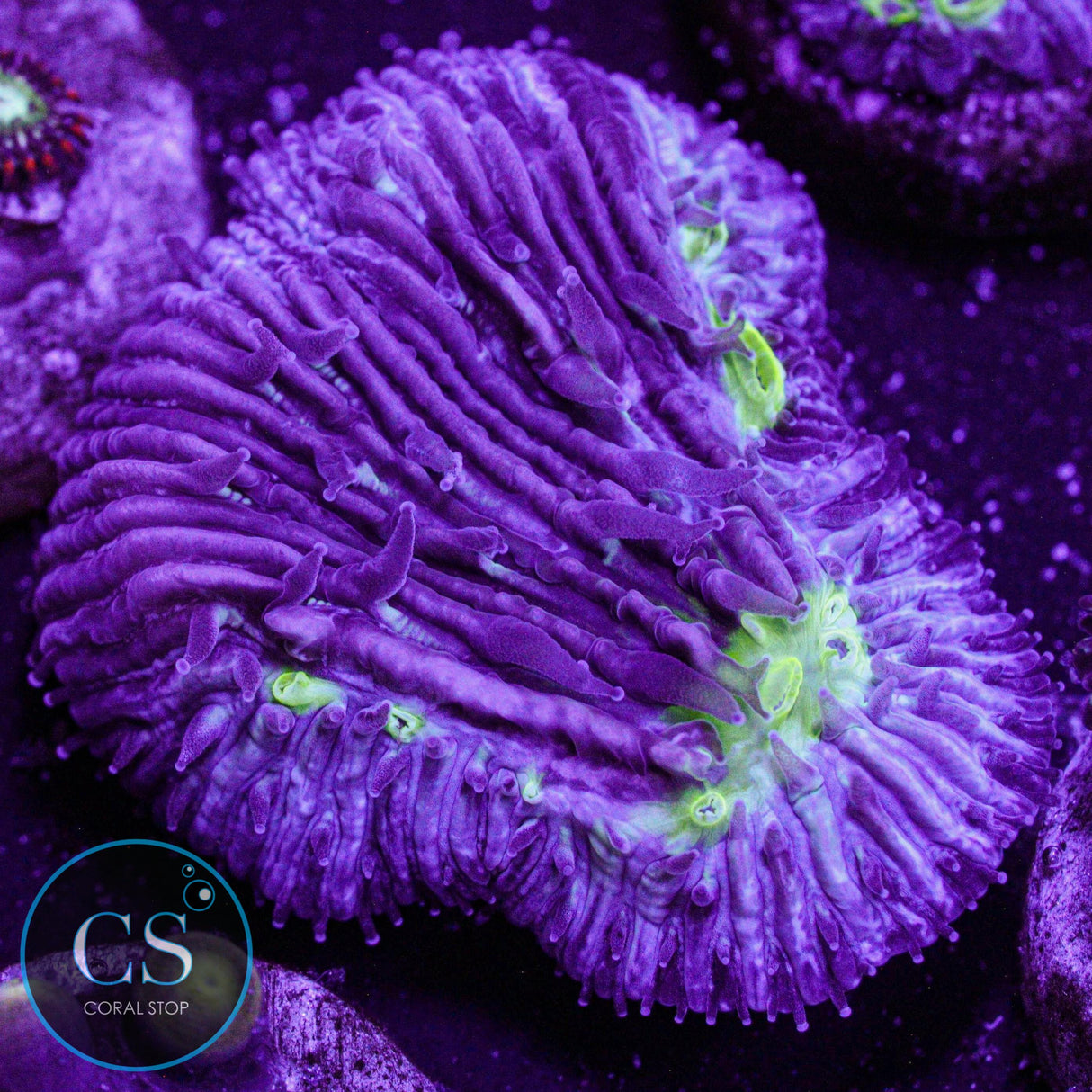 Toxic Diaseris Plate