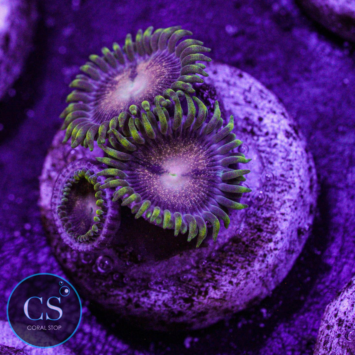 IA Van Gogh Zoa
