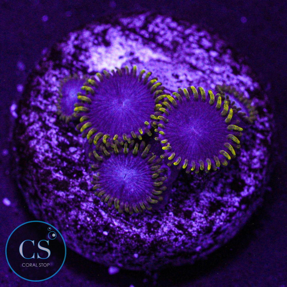 Blue Phoenix Zoa