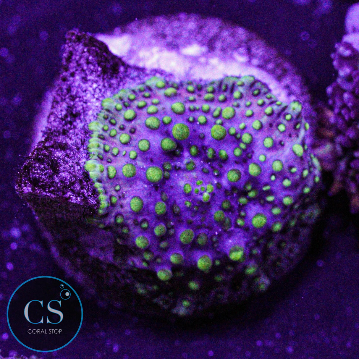Lava Lamp Disco Mushroom