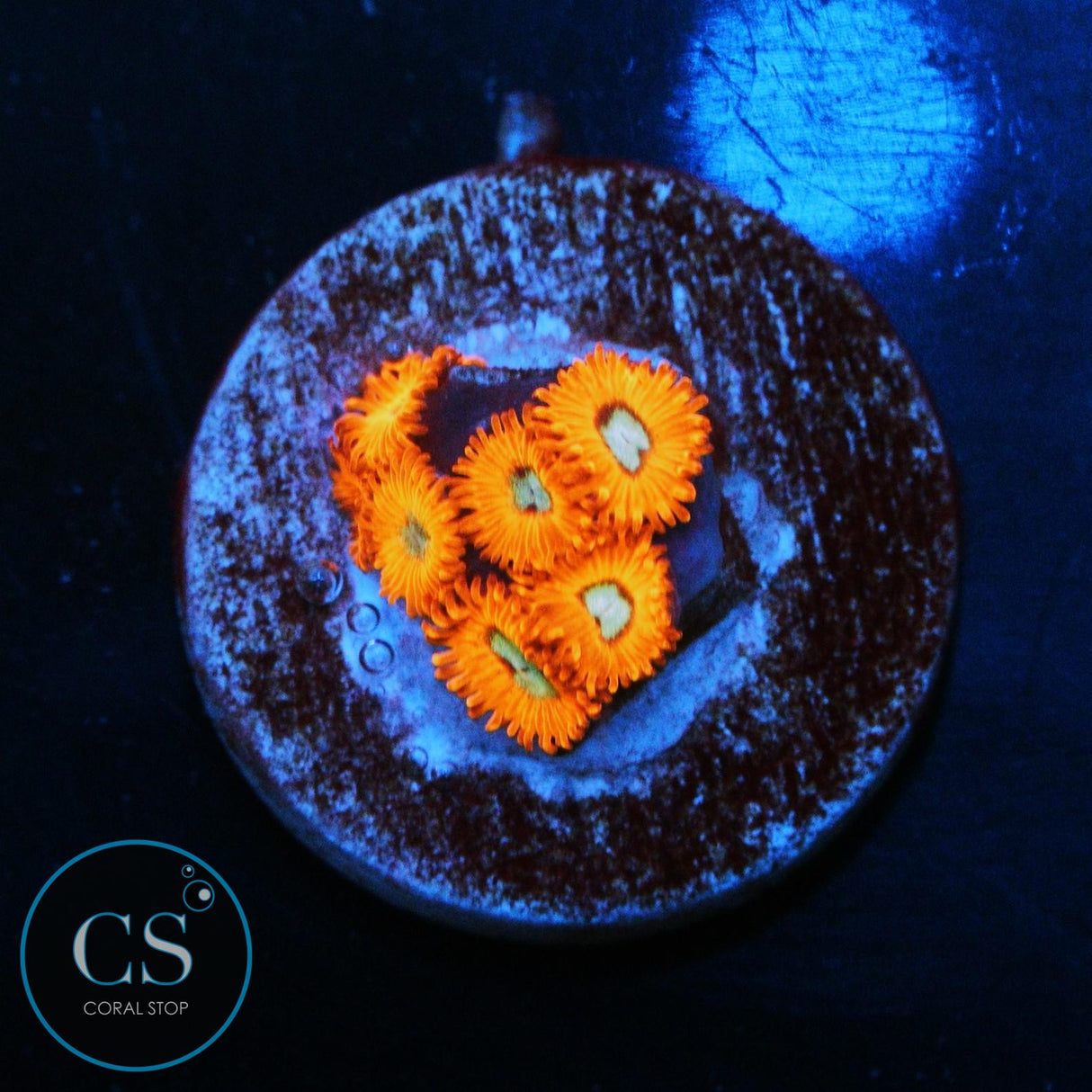 CHARMANDERS ZOA