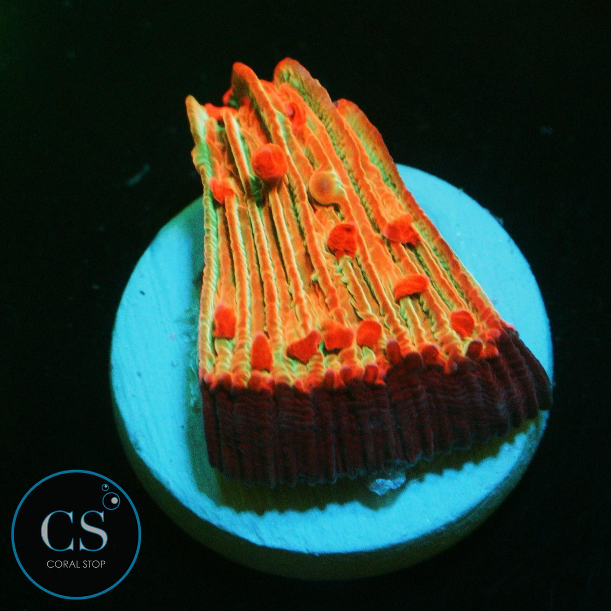 FLAME TIP DIASERIS PLATE