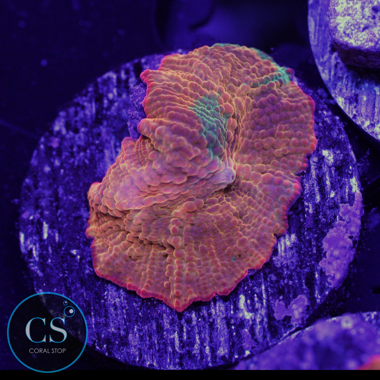 CANDY CRUSH JAWBREAKER MUSHROOM