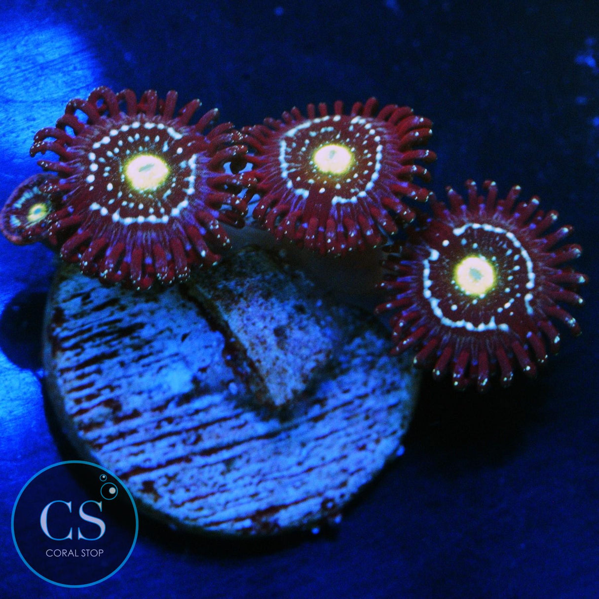 BLUE LAGOONS ZOA