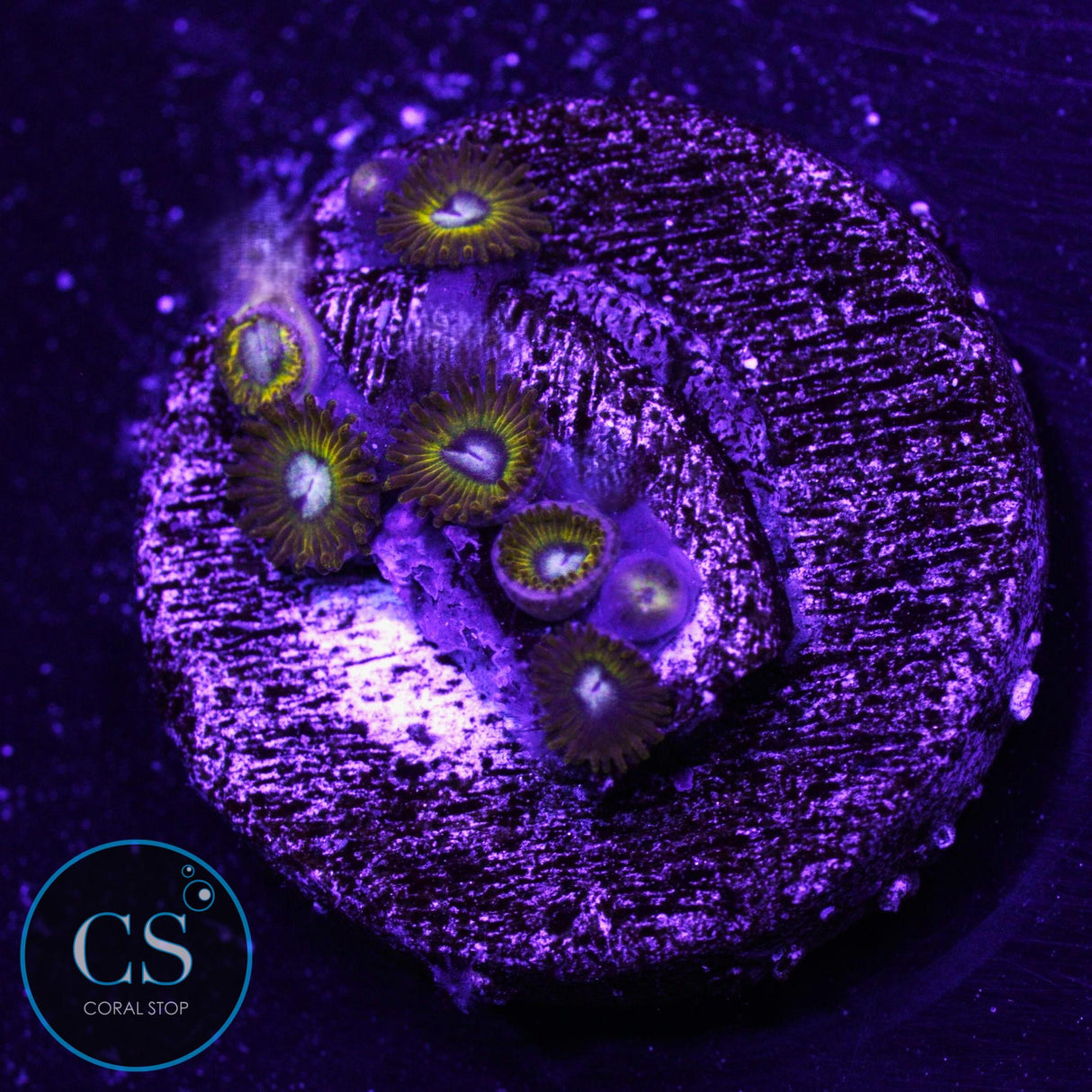 Pikachu Zoa