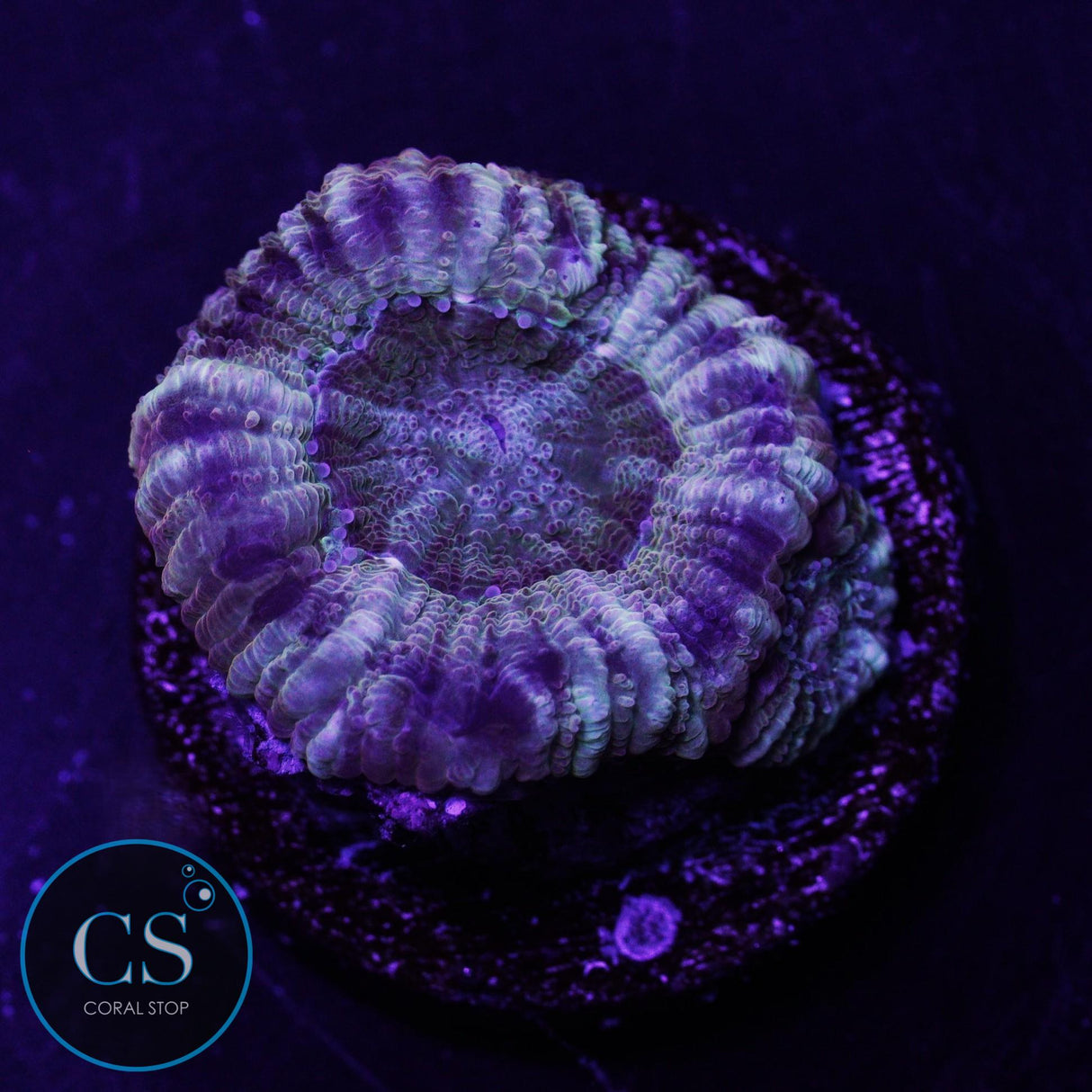 Pirate's Loot Asian Acan