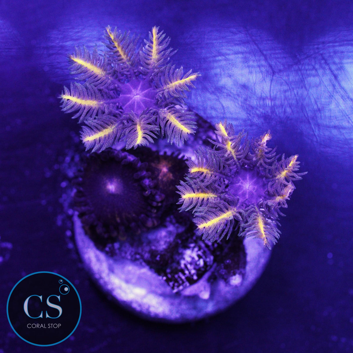 Golden Clove Polyps