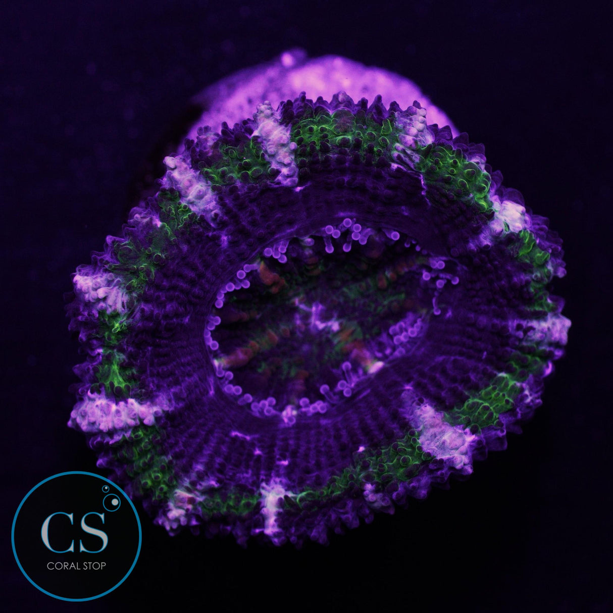 Fiery Hulk Acan