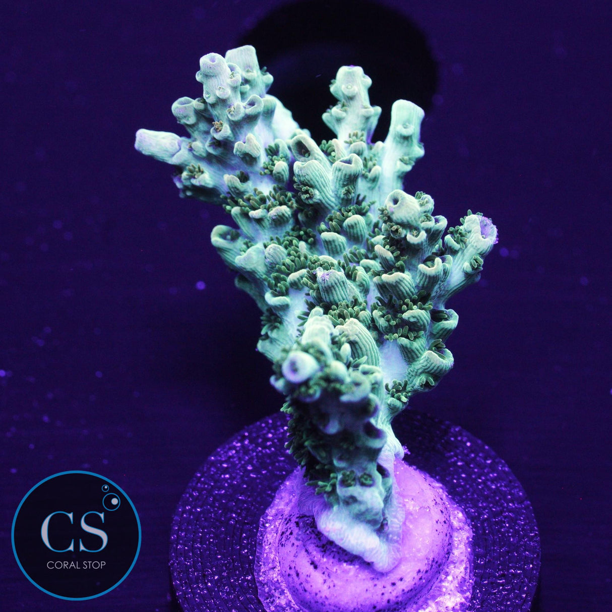 ARC Peach Giant Acro