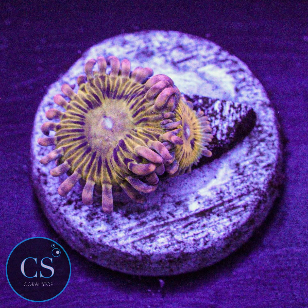 Simpsons Donut Zoa