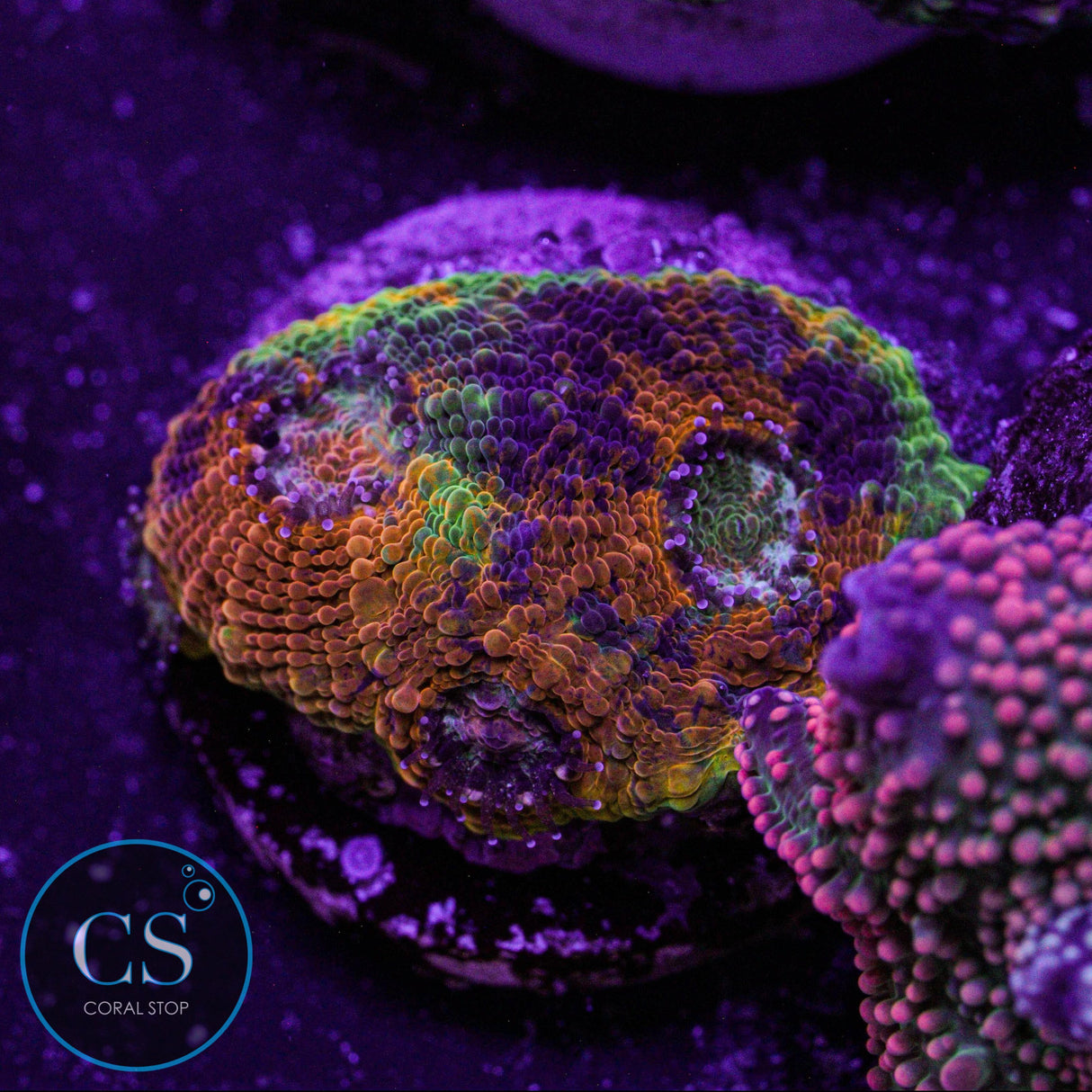 Rainbow Acan Echinata