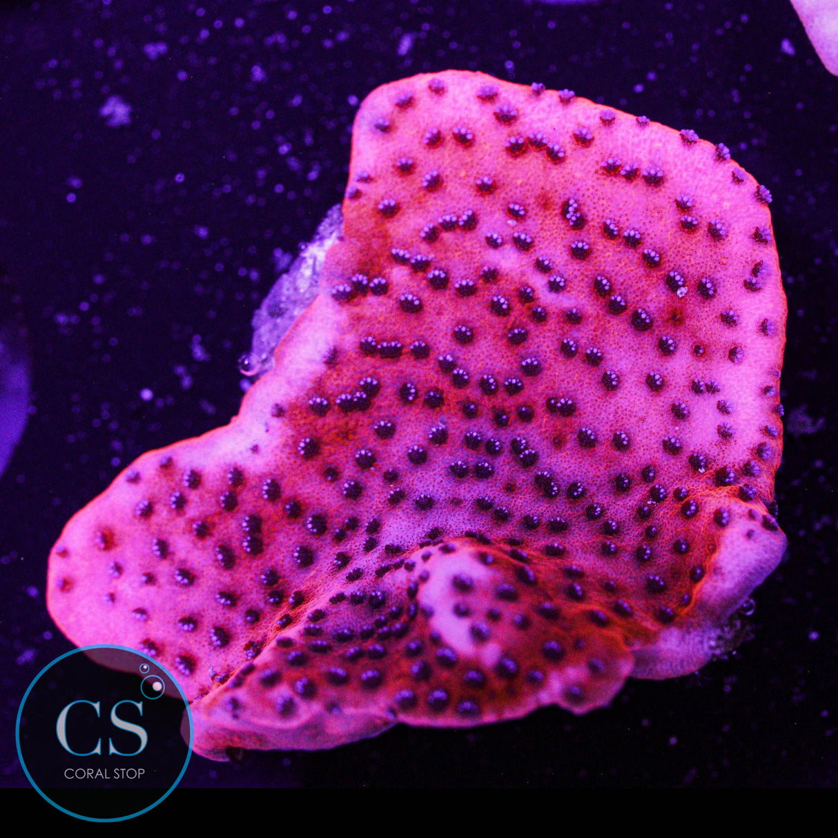 Mystic Sunset Montipora