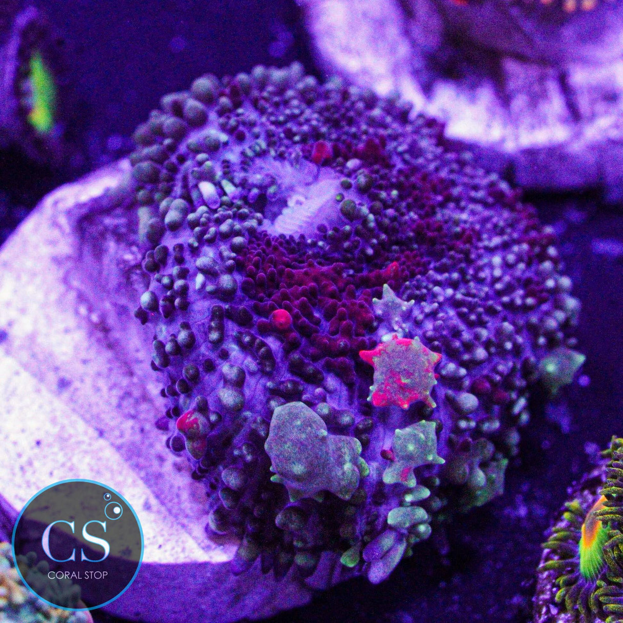 CS New Release Poison Berry Bounce Mushroom