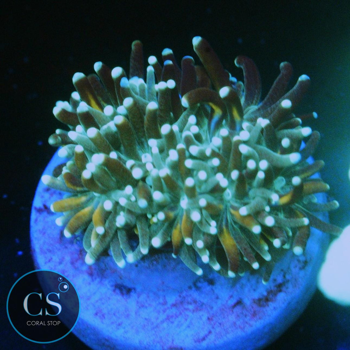 BICOLOR GALAXEA