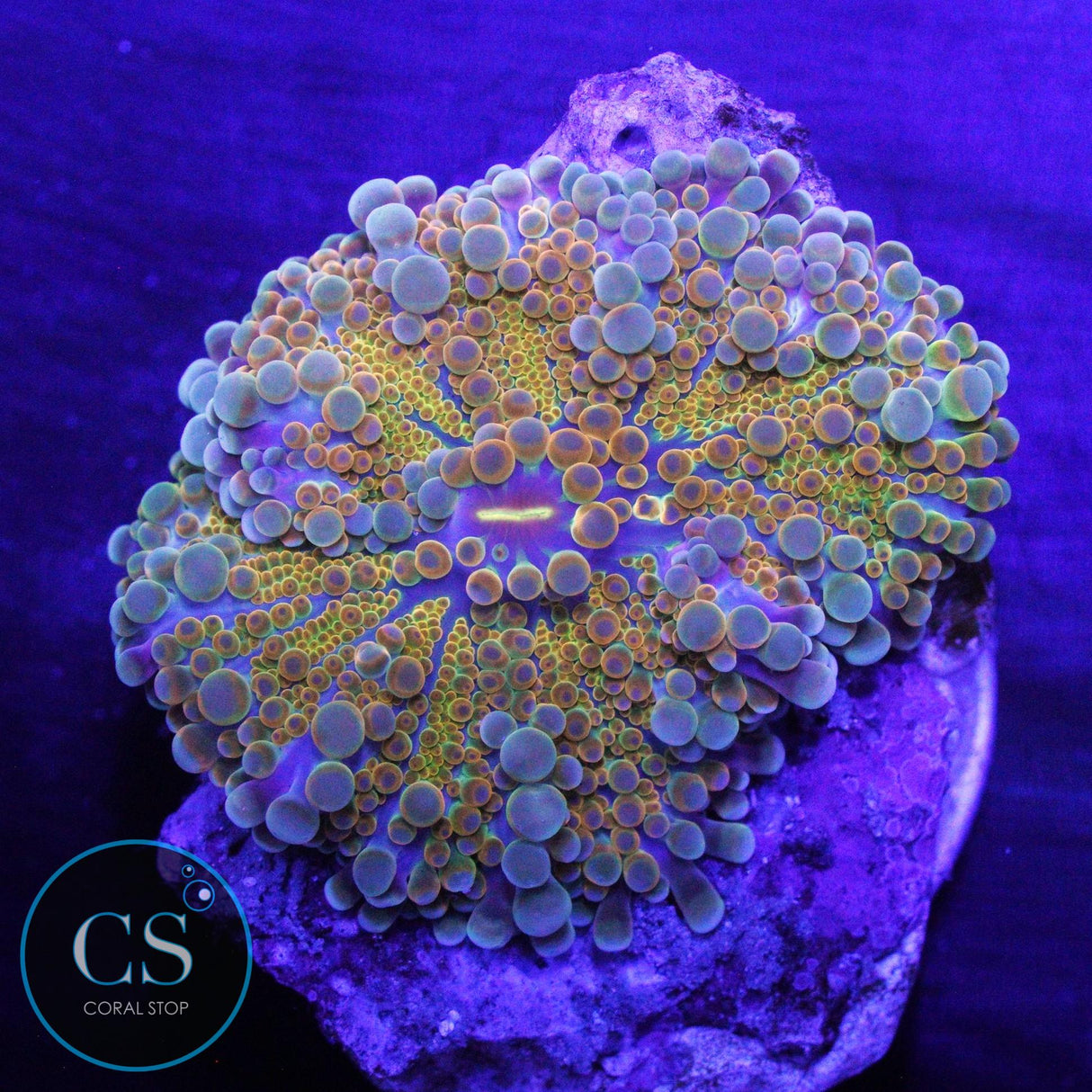 SUPER GOLD YUMA MUSHROOM