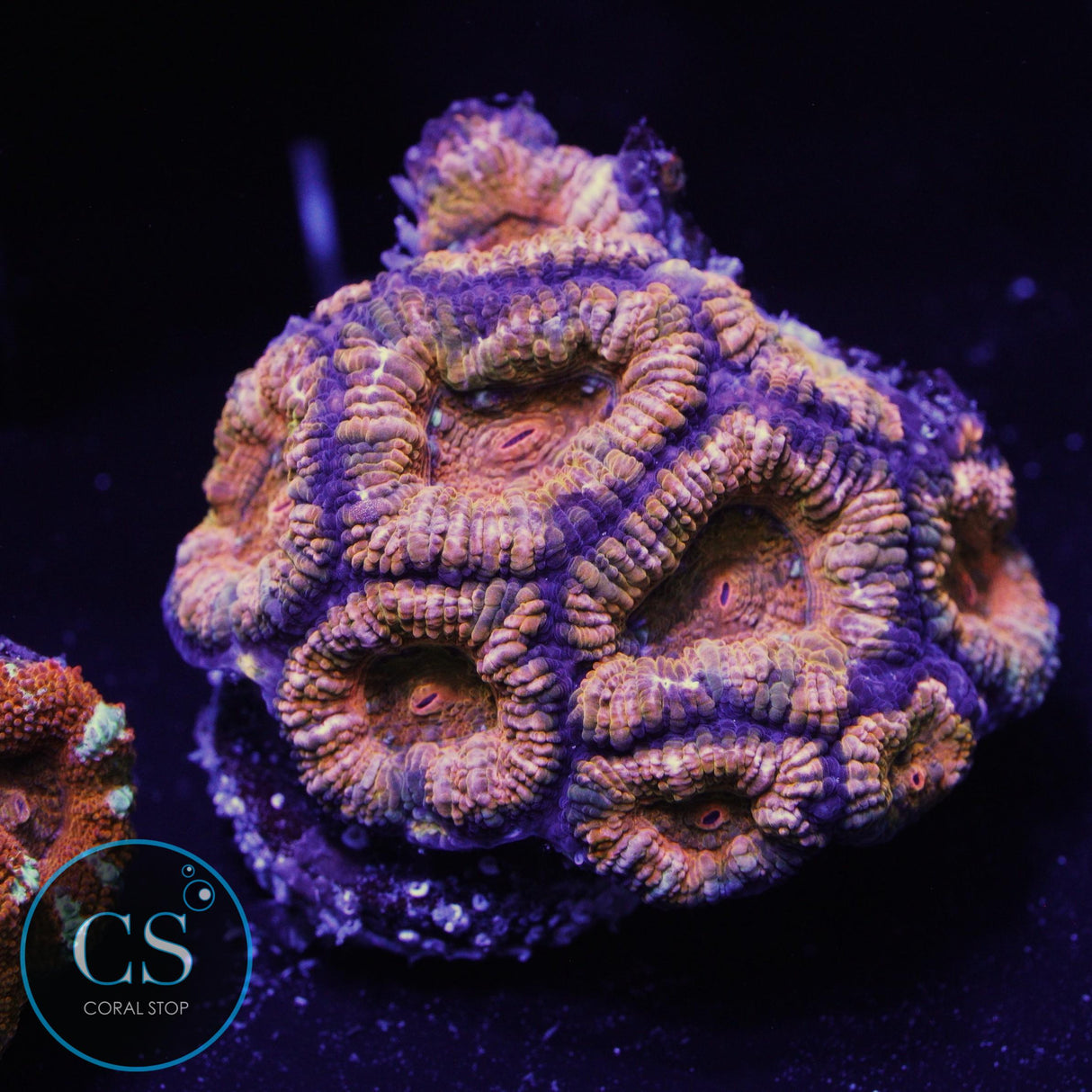 AUSSIE ACAN