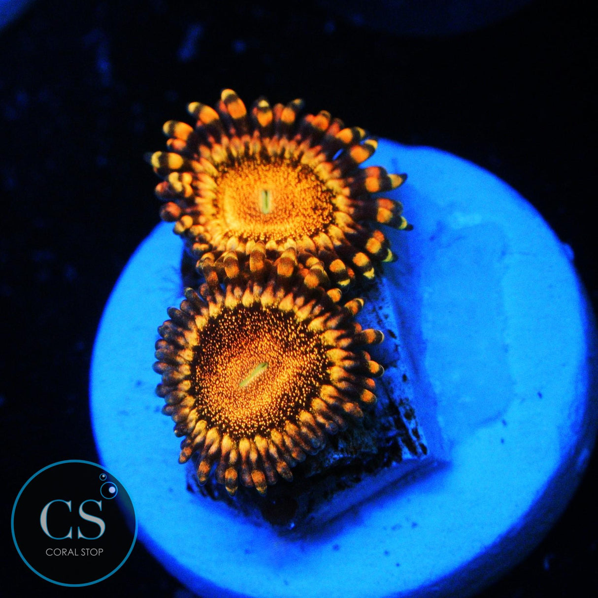 CS ORANGE DEATHSTAR ZOA