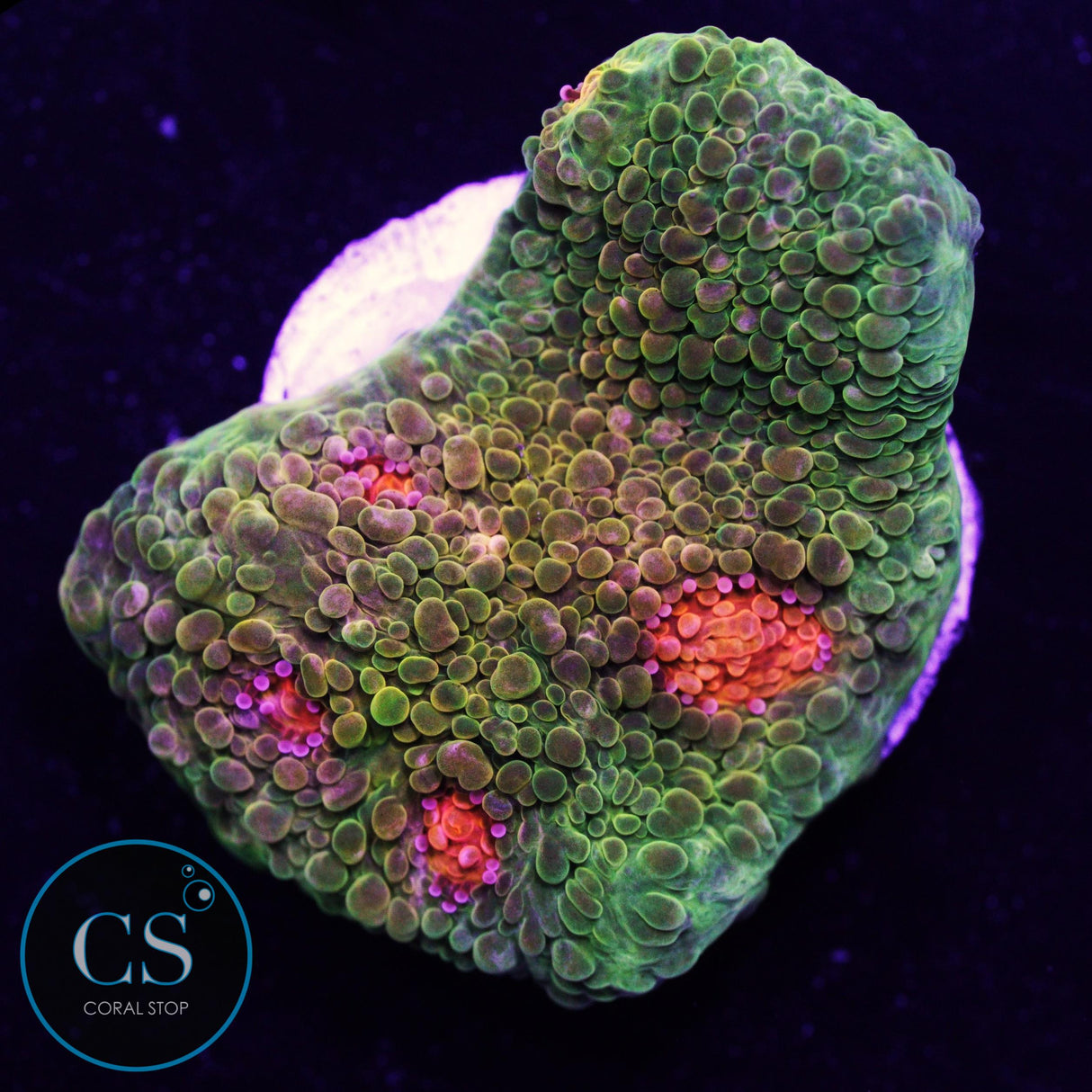 Tyree Bubblegum Monster Chalice