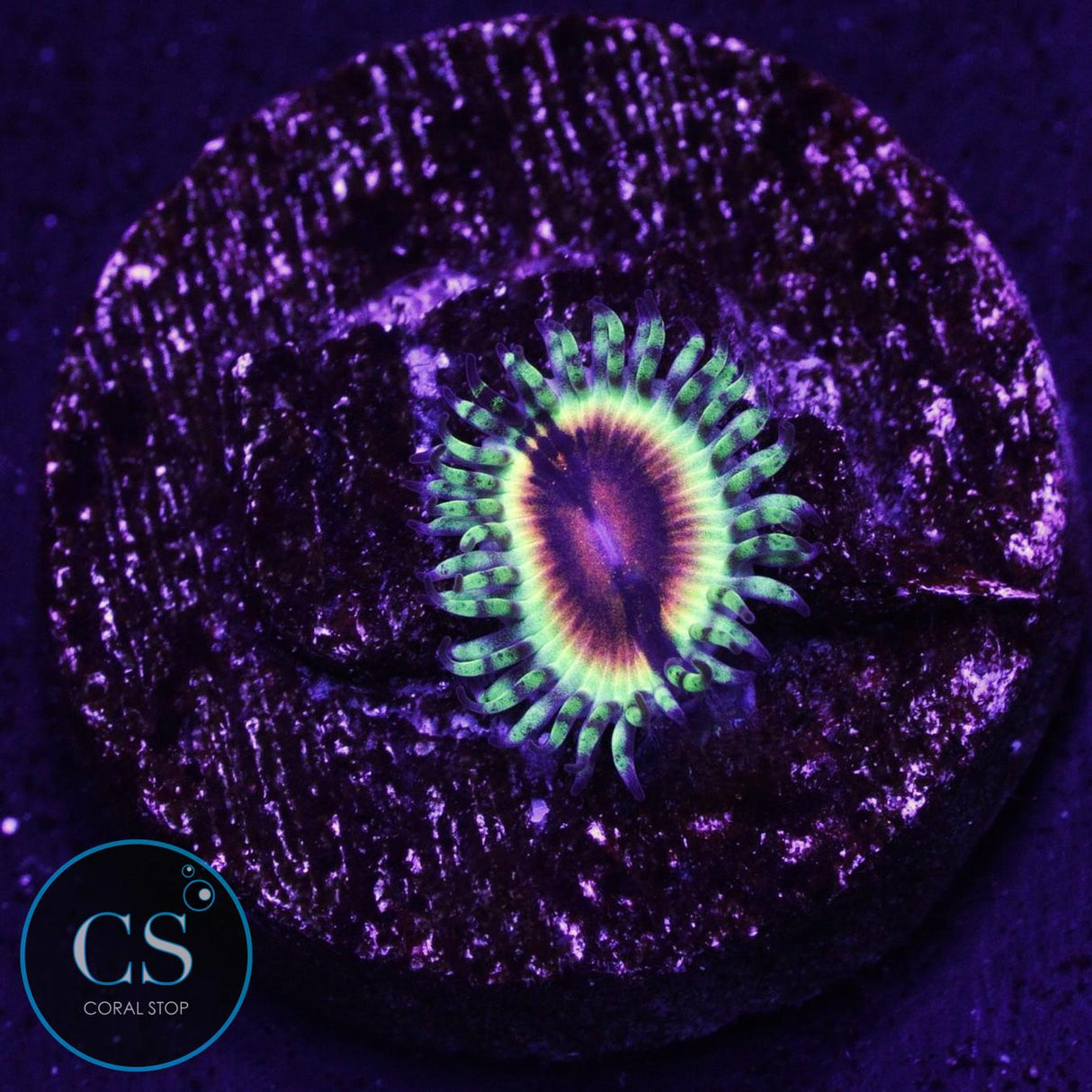 JF Bloodshot Zoa