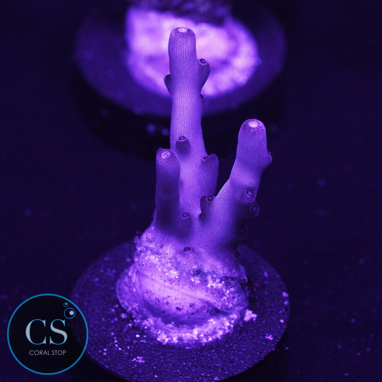 SBB White Berry Smoothie Acro