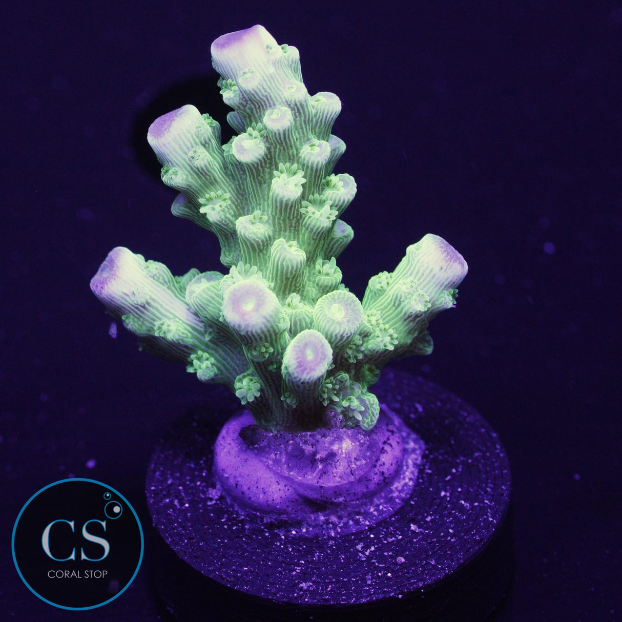 AV99 Orange Crush Acro