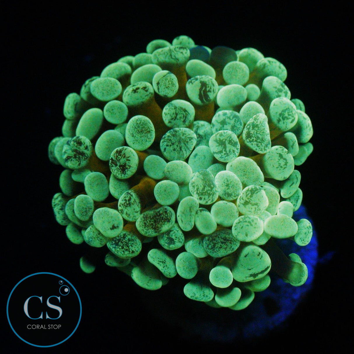 GOLD STEM SPLATTER HAMMER