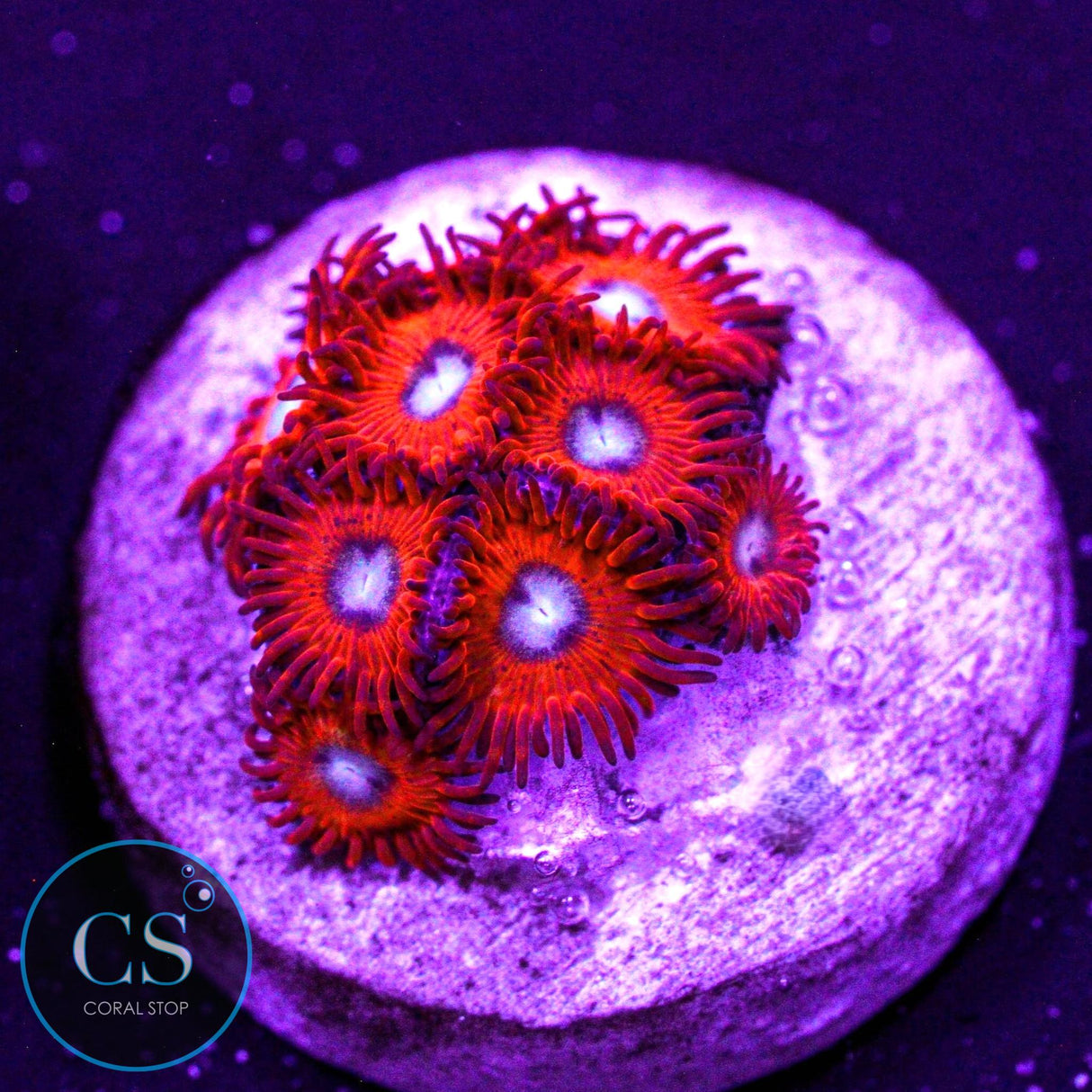 Charmander Zoa