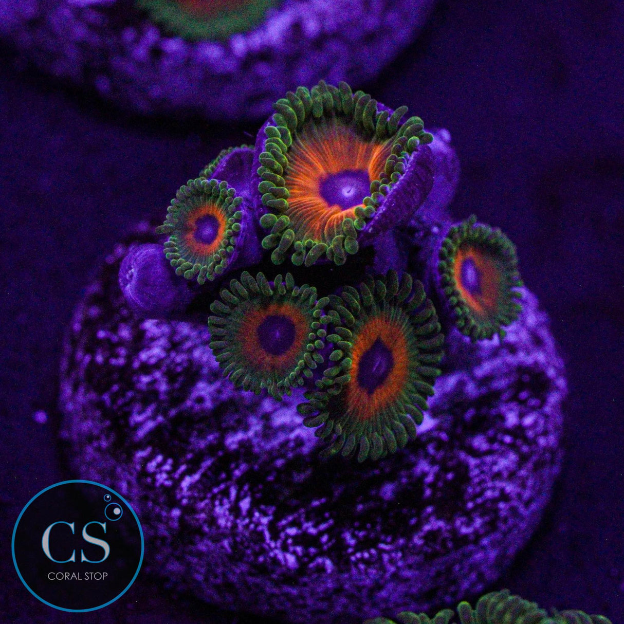 CS Reverse Rasta Zoa