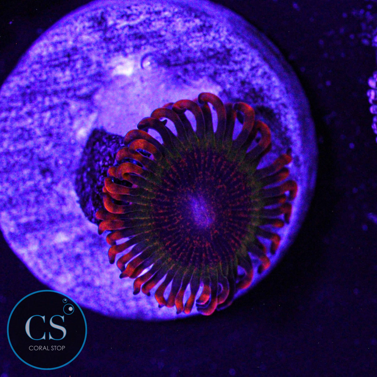 Speckled Krakatoa Zoa