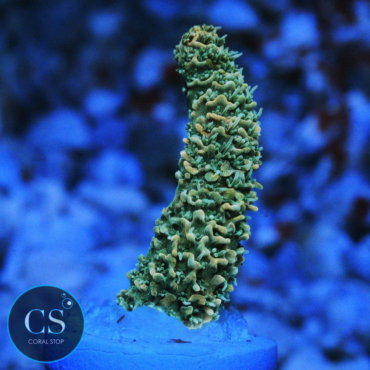 CS TROPICAL RAY MILLI