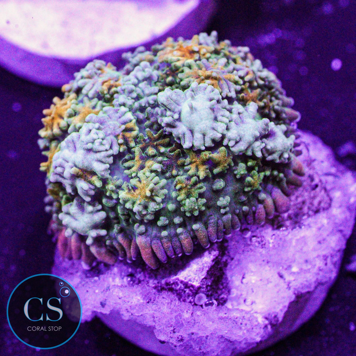 Rainbow Frankenstein Mushroom
