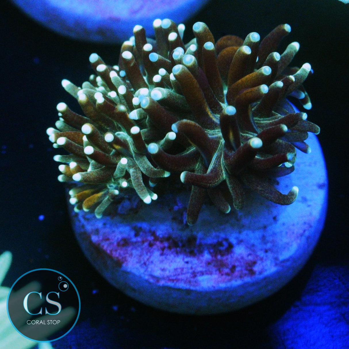 BICOLOR GALAXEA