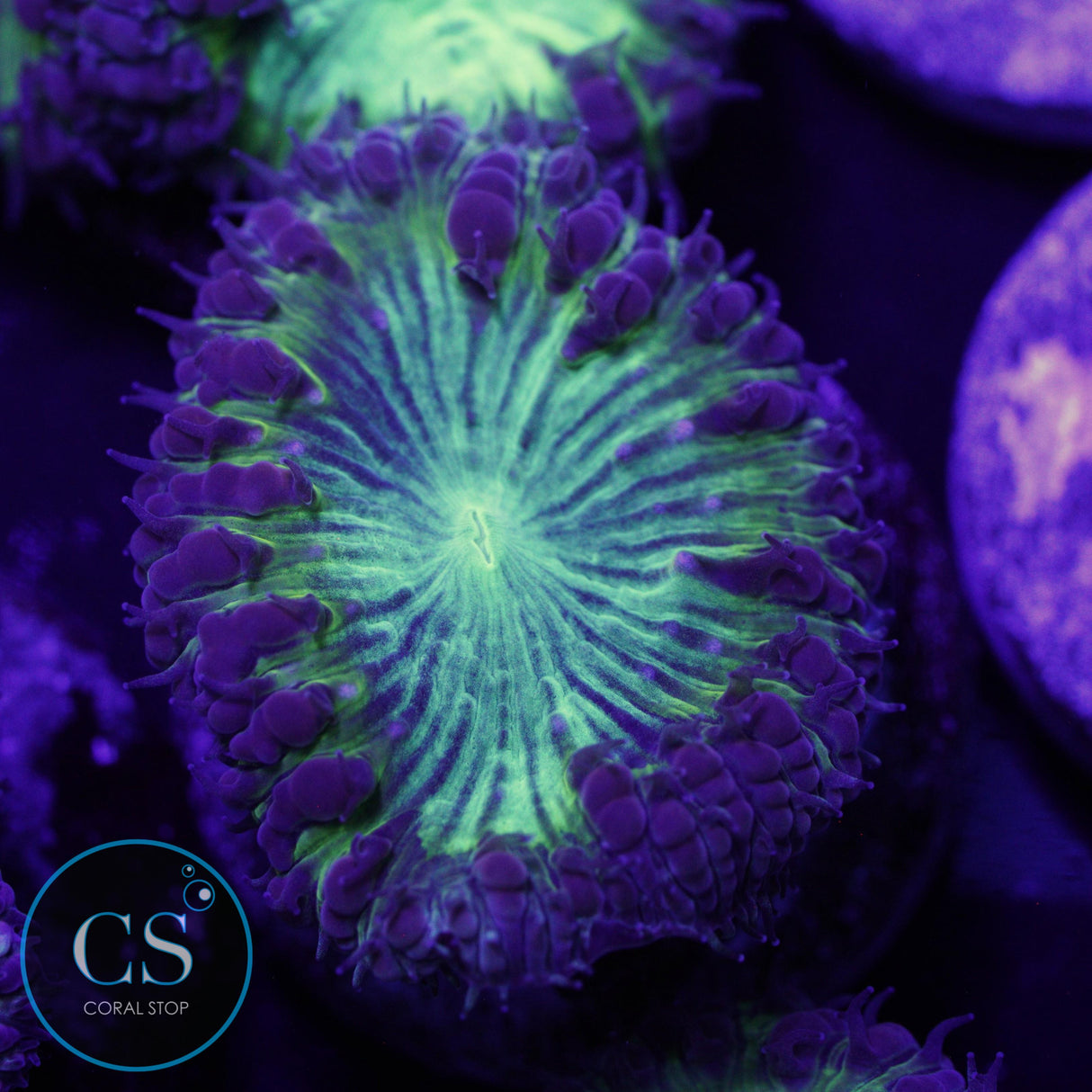 CS CITY PULSE BLASTO