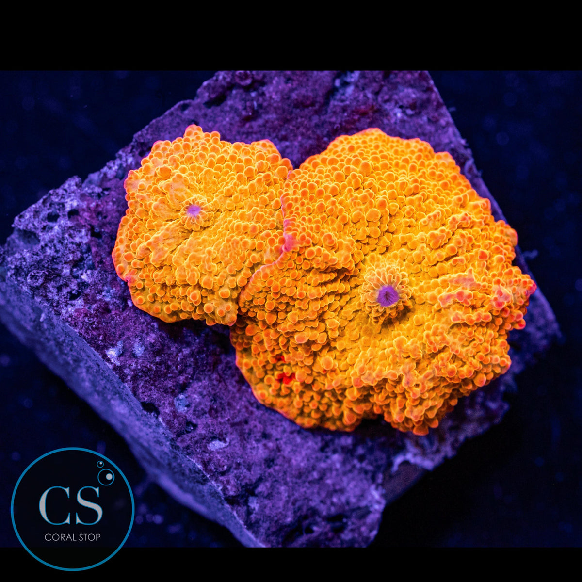 Poletti Jawbreaker Mushroom