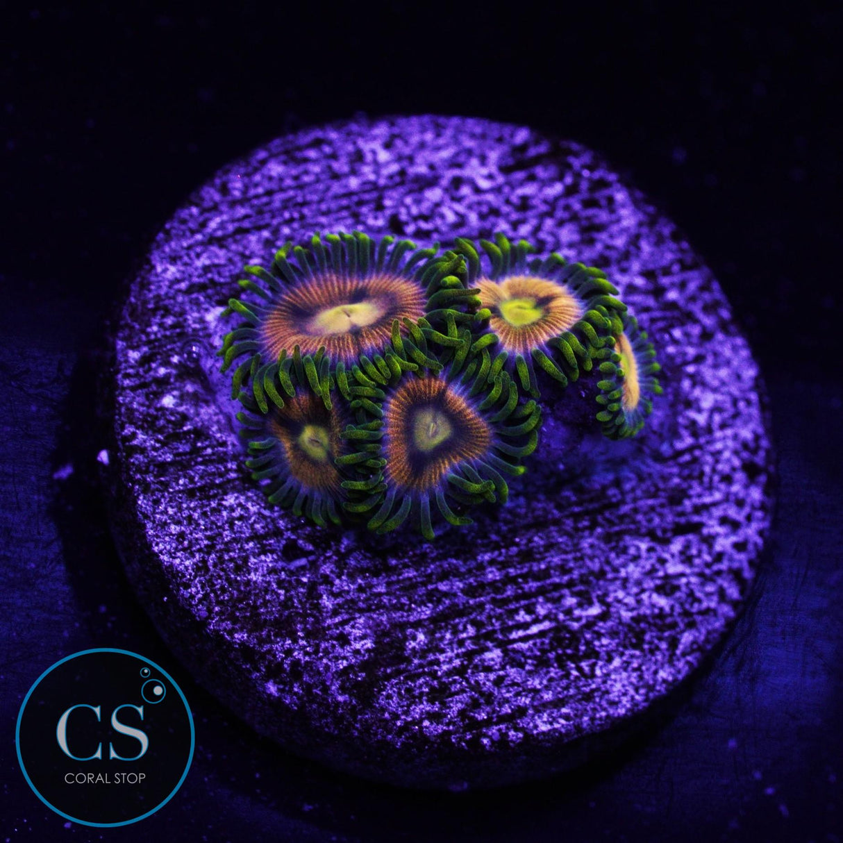 Laser Lemon Zoa