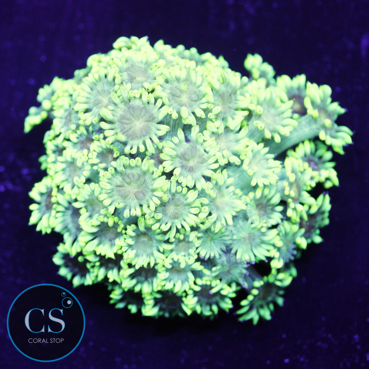 Neon Turf Master Goniopora