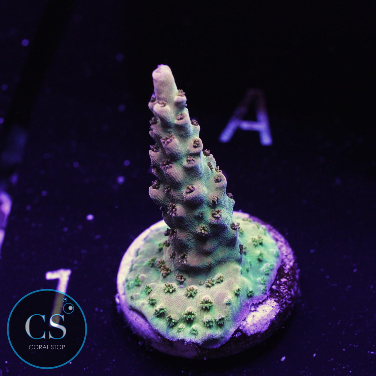 Greg's Unicorn Acropora