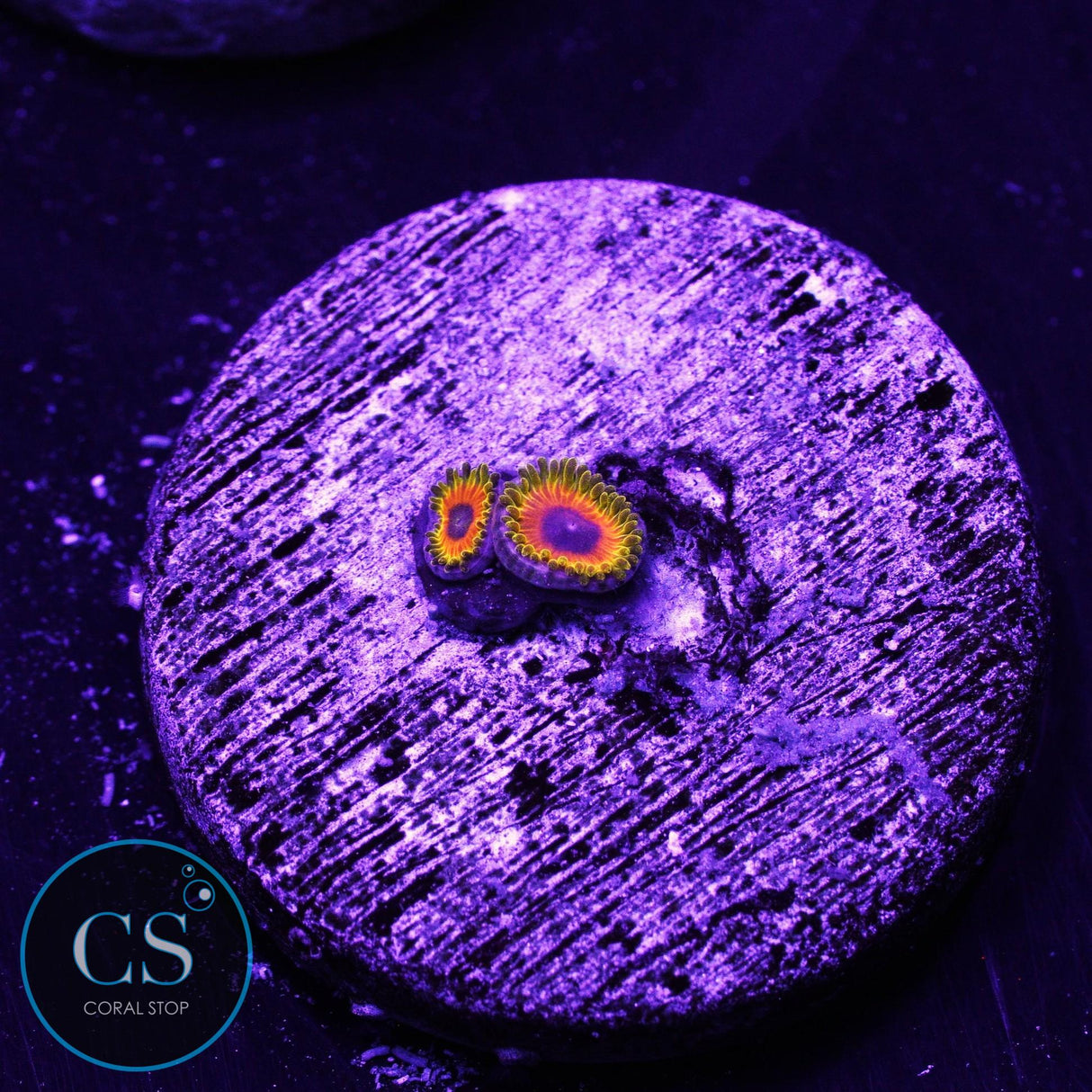 Great Owl Zoa