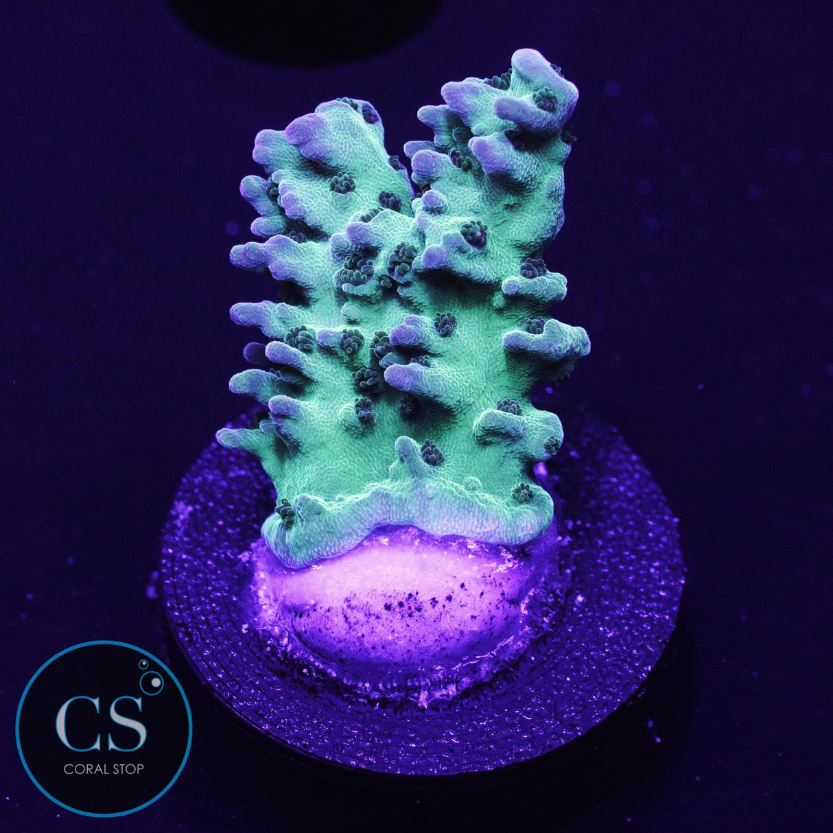 BC Therman's Rainbow Acro