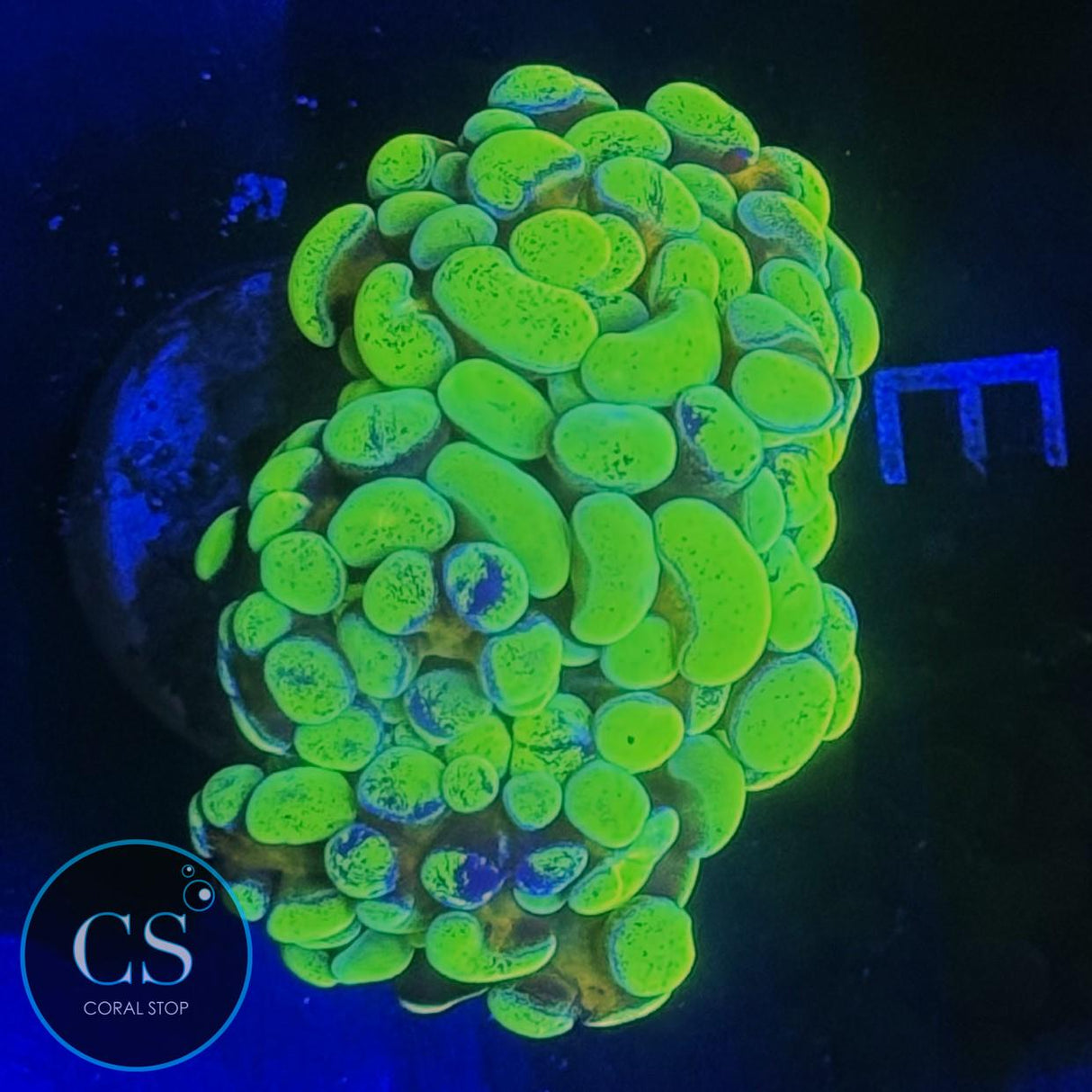 GOLD STEM SPLATTER HAMMER